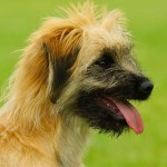 比利牛斯牧羊犬-缩略图-8