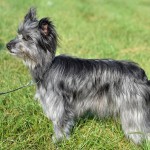 比利牛斯牧羊犬-缩略图-9