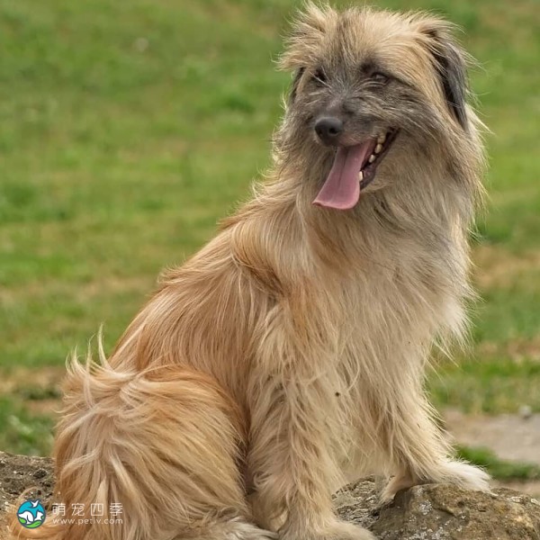 比利牛斯牧羊犬-10