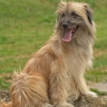 比利牛斯牧羊犬-缩略图-10