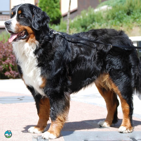 伯恩山地犬-1