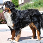 伯恩山地犬-缩略图-1