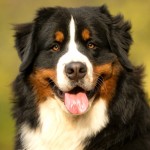 伯恩山地犬-缩略图-2