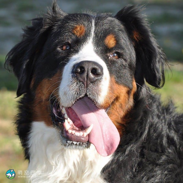 伯恩山地犬-3