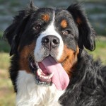 伯恩山地犬-缩略图-3