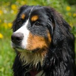 伯恩山地犬-缩略图-4