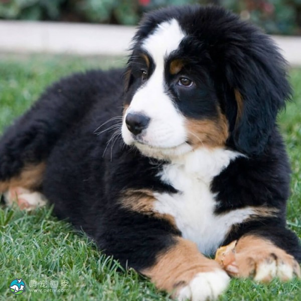 伯恩山地犬-5