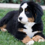 伯恩山地犬-缩略图-5