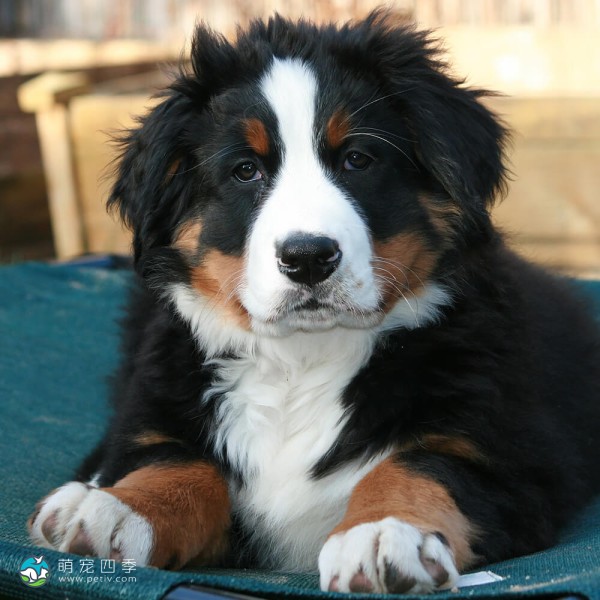 伯恩山地犬-6