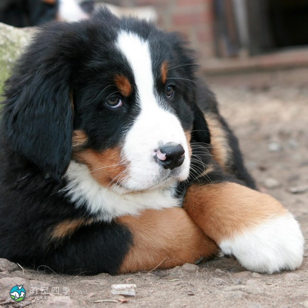 伯恩山地犬-7