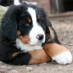 伯恩山地犬-缩略图-7