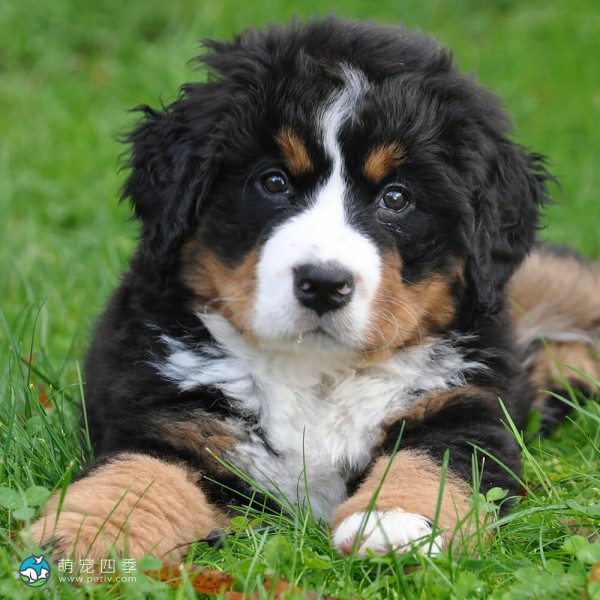 伯恩山地犬-8