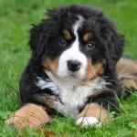 伯恩山地犬-缩略图-8