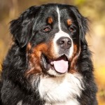 伯恩山地犬-缩略图-9