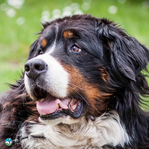伯恩山地犬-10