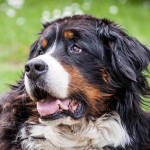 伯恩山地犬-缩略图-10