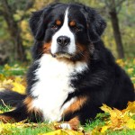 伯恩山地犬-缩略图-11