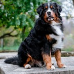 伯恩山地犬-缩略图-14