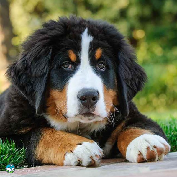 伯恩山地犬-15