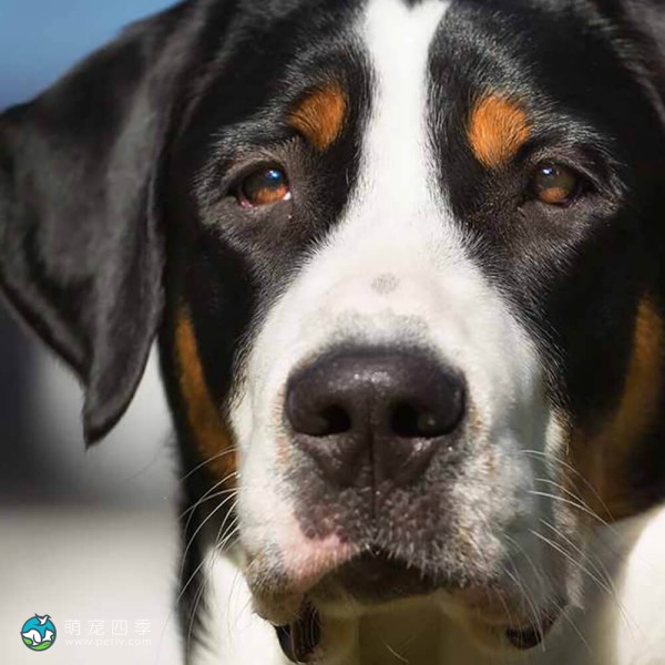 大瑞士山地犬-1