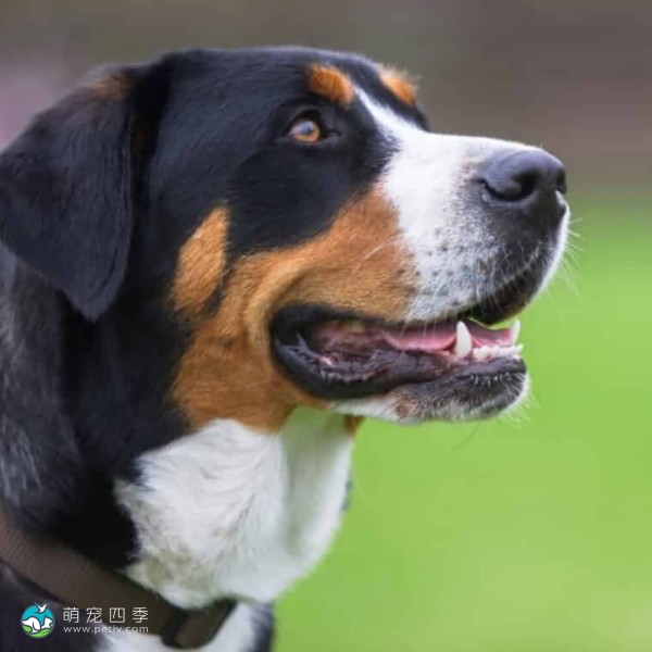 大瑞士山地犬-2