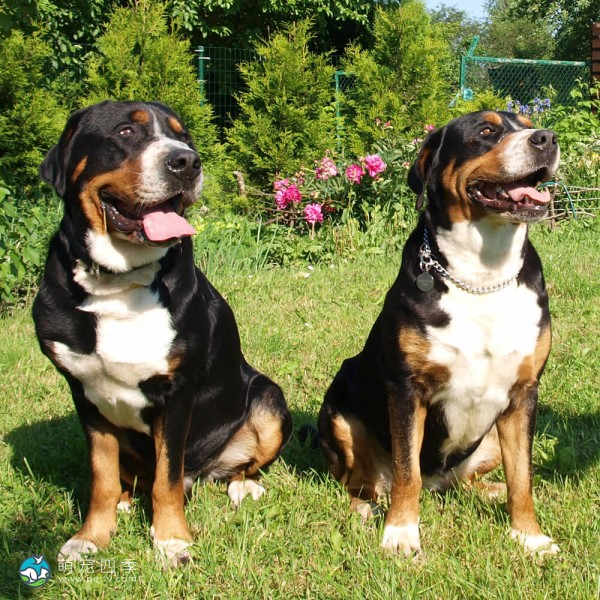 大瑞士山地犬-3