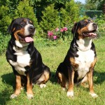 大瑞士山地犬-缩略图-3