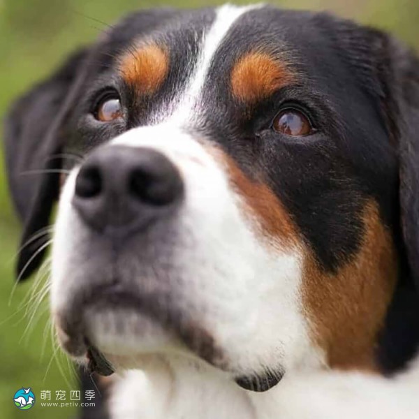 大瑞士山地犬-4