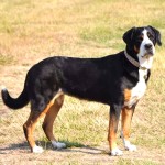 大瑞士山地犬-缩略图-5