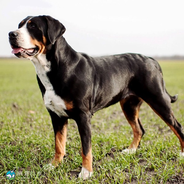 大瑞士山地犬-6