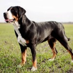 大瑞士山地犬-缩略图-6