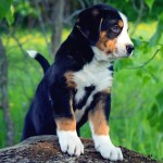 大瑞士山地犬-缩略图-7