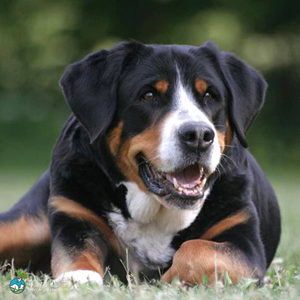 大瑞士山地犬-8