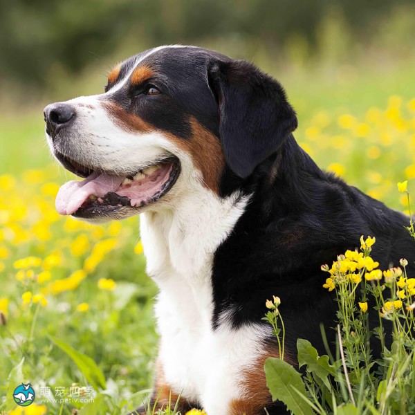 大瑞士山地犬-9