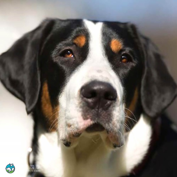 大瑞士山地犬-10