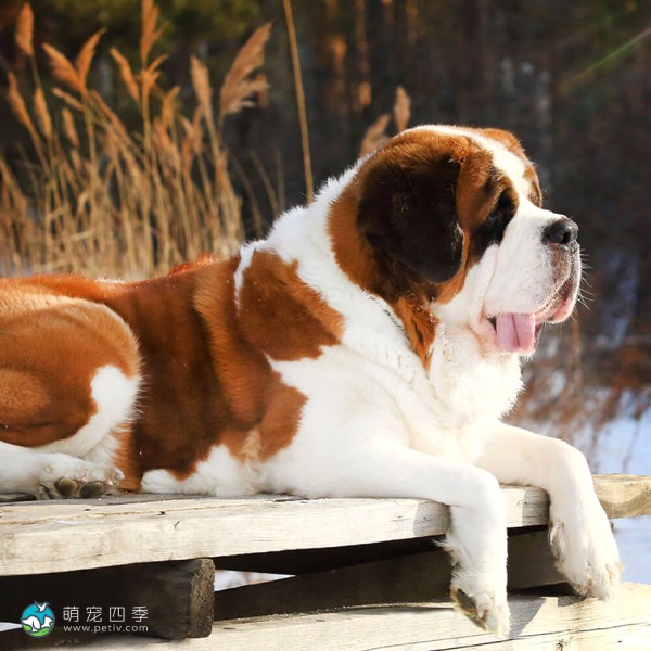 圣伯纳犬-1