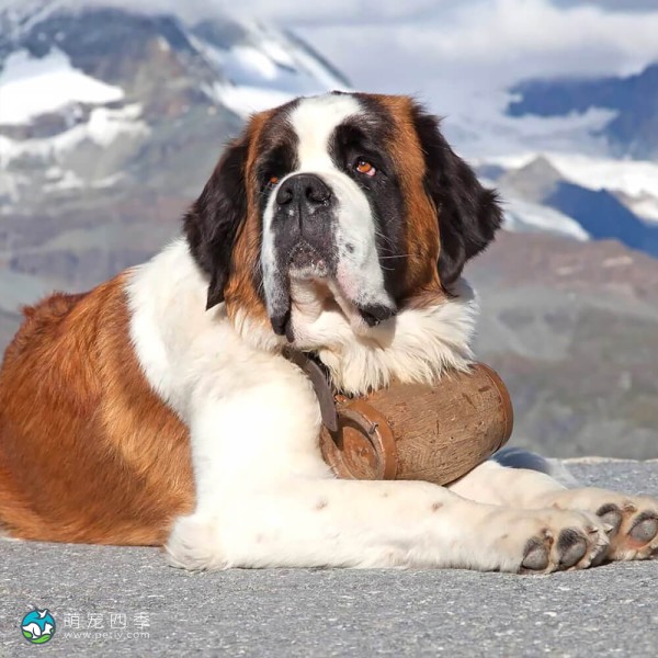 圣伯纳犬-2