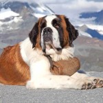 圣伯纳犬-缩略图-2