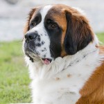 圣伯纳犬-缩略图-3
