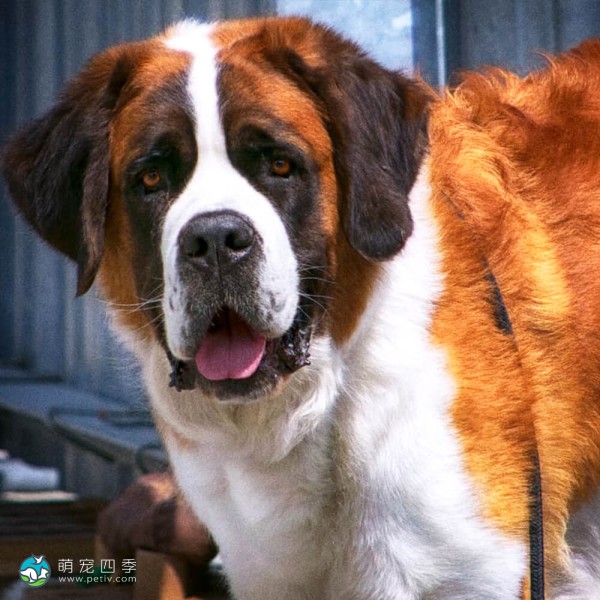 圣伯纳犬-4