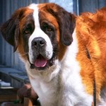 圣伯纳犬-缩略图-4