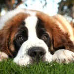 圣伯纳犬-缩略图-5