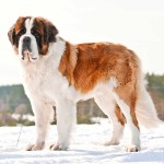 圣伯纳犬-缩略图-6