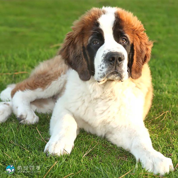 圣伯纳犬-7