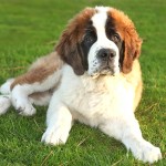 圣伯纳犬-缩略图-7