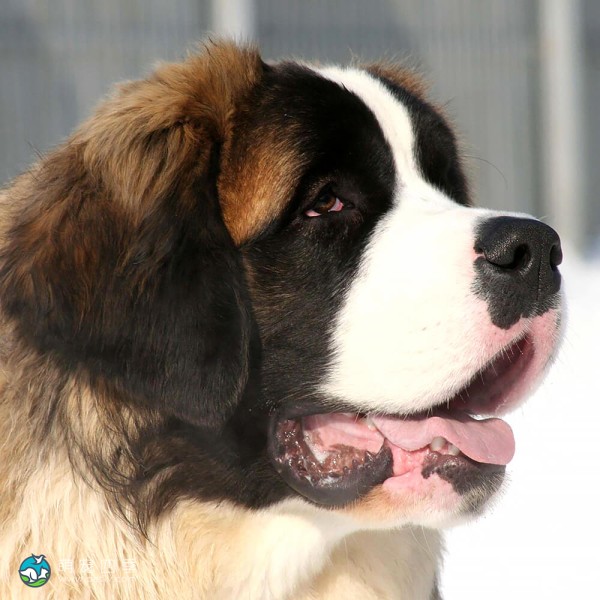 圣伯纳犬-8