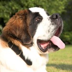 圣伯纳犬-缩略图-9