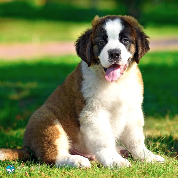 圣伯纳犬-10
