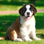 圣伯纳犬-缩略图-10