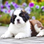 圣伯纳犬-缩略图-11